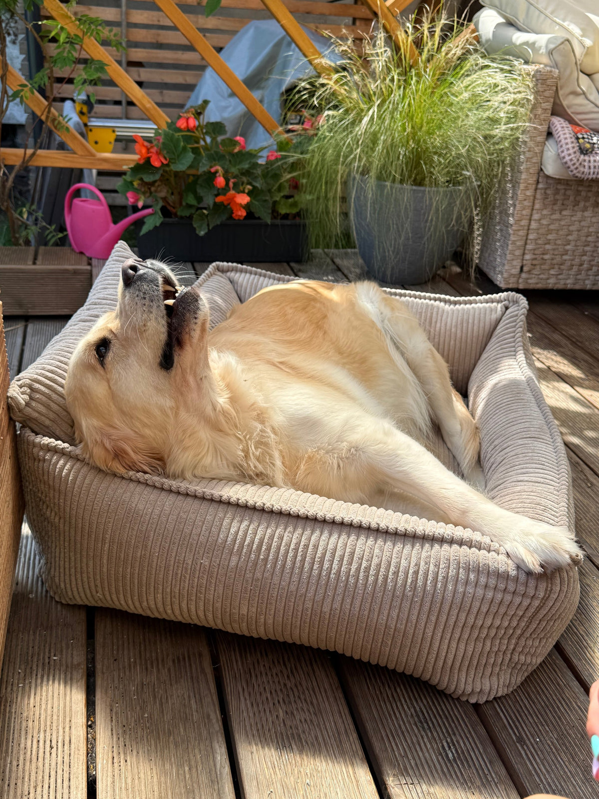 Lodie Corduroy Dog Sofa with Removable Cover – Beige, M